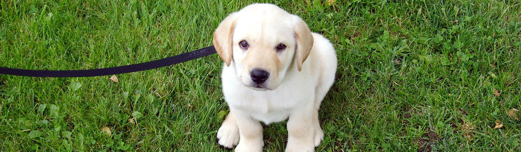 A photo of a yello lab puppy on the grass with a leash